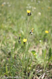 Pilosella leptophyton &ndash; chlupáček lesostepní