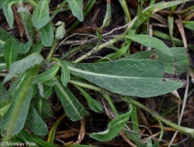Pilosella leptophyton – chlupáček lesostepní