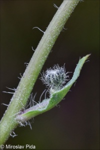 Pilosella leptophyton – chlupáček lesostepní