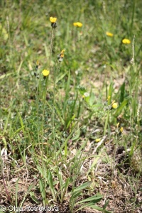 Pilosella leptophyton &ndash; chlupáček lesostepní