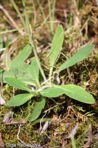 Pilosella leucopsilon &ndash; chlupáček velkoúborný