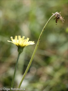 Pilosella leucopsilon &ndash; chlupáček velkoúborný