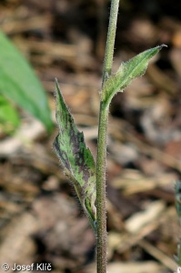 Hieracium maculatum – jestřábník skvrnitý