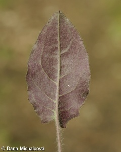 Hieracium maculatum – jestřábník skvrnitý