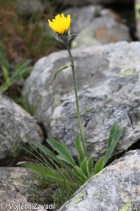 Hieracium alpinum agg. – okruh jestřábníku alpského