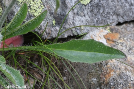 Hieracium alpinum subsp. melanocephalum