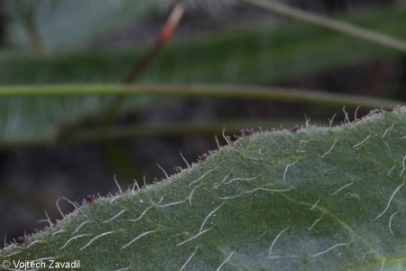 Hieracium melanocephalum – jestřábník černohlavý