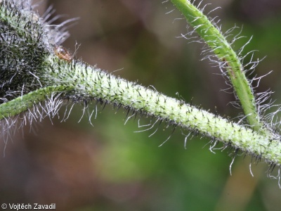 Hieracium pedunculare – jestřábník stopkatý
