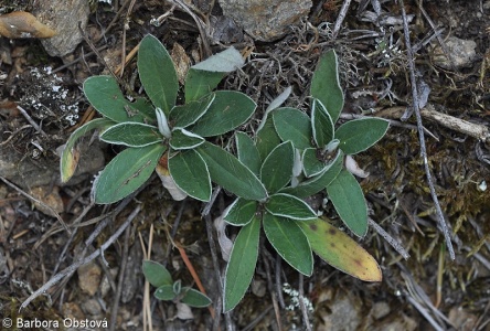 Pilosella officinarum – chlupáček zední