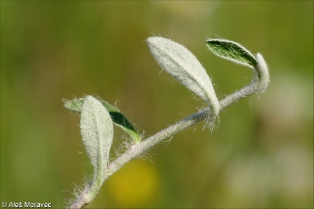 Pilosella officinarum &ndash; chlupáček zední