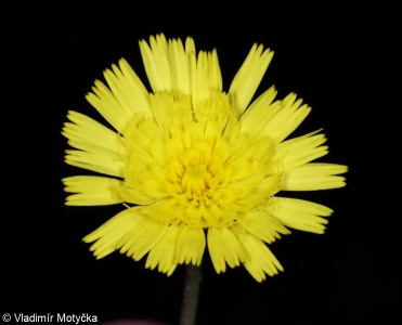 Pilosella officinarum &ndash; chlupáček zední