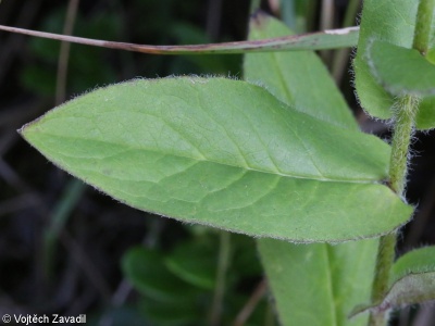 Hieracium prenanthoides – jestřábník věsenkovitý