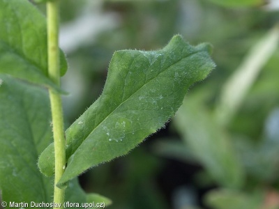 Hieracium prenanthoides – jestřábník věsenkovitý