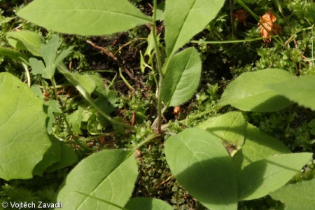 Hieracium pseudalbinum – jestřábník licholabský