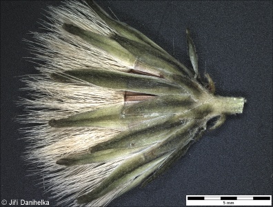 Hieracium racemosum – jestřábník hroznatý