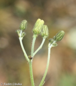Hieracium saxifragum – jestřábník lomikamenovitý