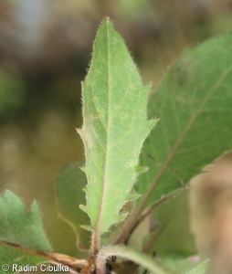 Hieracium saxifragum – jestřábník lomikamenovitý