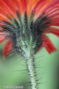 Pilosella stoloniflora – chlupáček výběžkokvětý