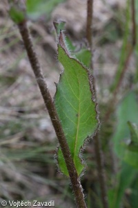 Hieracium sudeticum aggr.