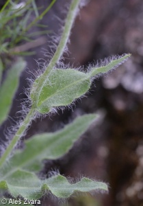 Hieracium villosum – jestřábník huňatý