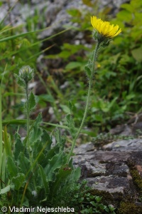 Hieracium villosum – jestřábník huňatý
