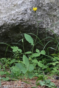 Hieracium macilentum agg. – okruh jestřábníku štíhlého