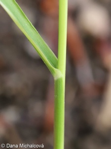 Hierochloë australis – tomkovice jižní