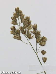 Hierochloe australis