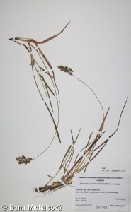 Hierochloe australis