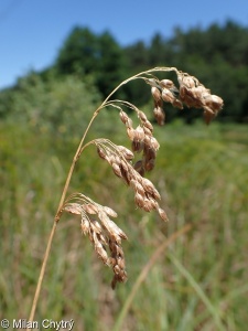 Hierochloë repens &ndash; tomkovice plazivá