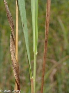 Hierochloë repens &ndash; tomkovice plazivá