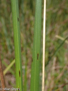 Hierochloë repens &ndash; tomkovice plazivá