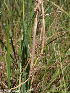 Hierochloë repens &ndash; tomkovice plazivá