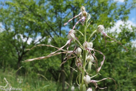 Himantoglossum adriaticum – jazýček jadranský