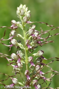 Himantoglossum adriaticum – jazýček jadranský