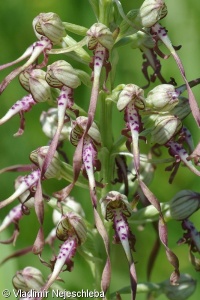 Himantoglossum adriaticum – jazýček jadranský