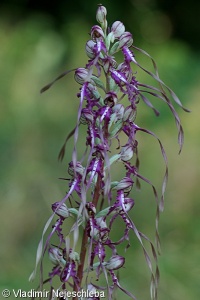 Himantoglossum calcaratum subsp. rumelicum – jazýček ostruhatý východní