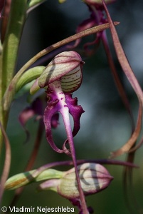 Himantoglossum calcaratum – jazýček ostruhatý