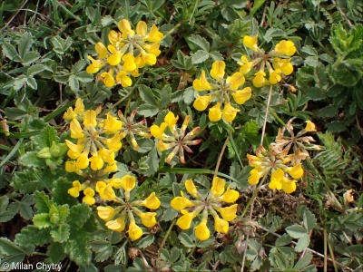 Hippocrepis comosa &ndash; podkovka chocholatá