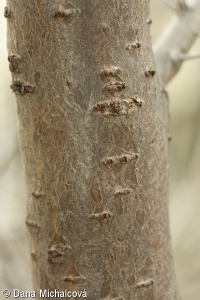 Hippophaë rhamnoides – rakytník řešetlákový