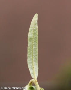 Hippophaë rhamnoides – rakytník řešetlákový