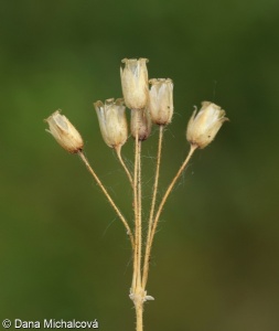 Holosteum umbellatum – plevel okoličnatý