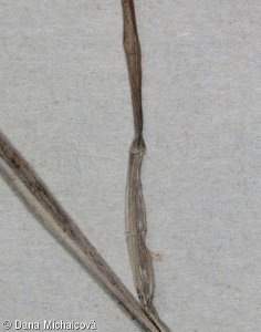 Hordeum geniculatum – ječmen štětinatý