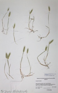 Hordeum marinum – ječmen přímořský