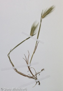 Hordeum marinum – ječmen přímořský
