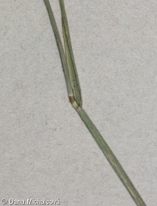 Hordeum secalinum – ječmen slanomilný