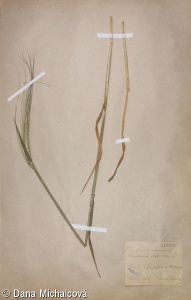 Hordeum vulgare – ječmen obecný