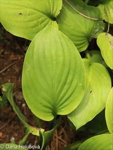 Hosta plantaginea – bohyška jitrocelová, hosta jitrocelová