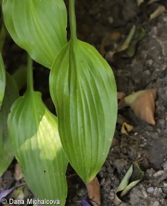 Hosta ×lancifolia – bohyška japonská, hosta japonská