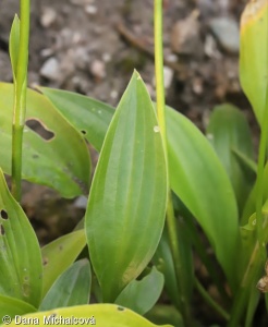 Hosta ×lancifolia – bohyška japonská, hosta japonská